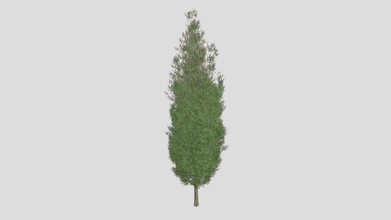 italian cypress tree - buy royalty free 3d model datec studio 3631095 3d print model - Mito3D