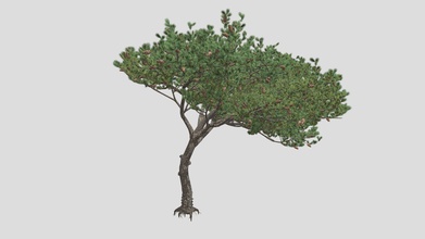 italien calcul pin arbre acheter royalties libre 3d modèle datec studio ca02218 3d print model - Mito3D