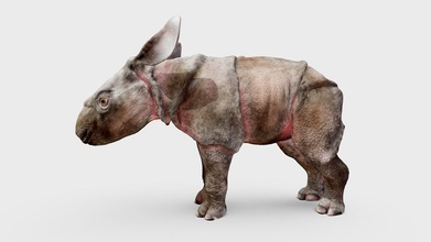 javan rinoceronte bezerro Comprar realeza livre 3d modelo Mieke Roth Miekeroth e57fe28 3d print model - Mito3D