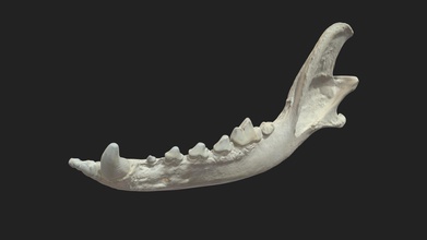 mandíbula mandibula cão modelo 3d vetanatmunich 903fbd7 3d print model - Mito3D