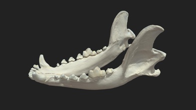 mascella mandibula cane modello 3d vetanatmunich d23a4f4 3d print model - Mito3D