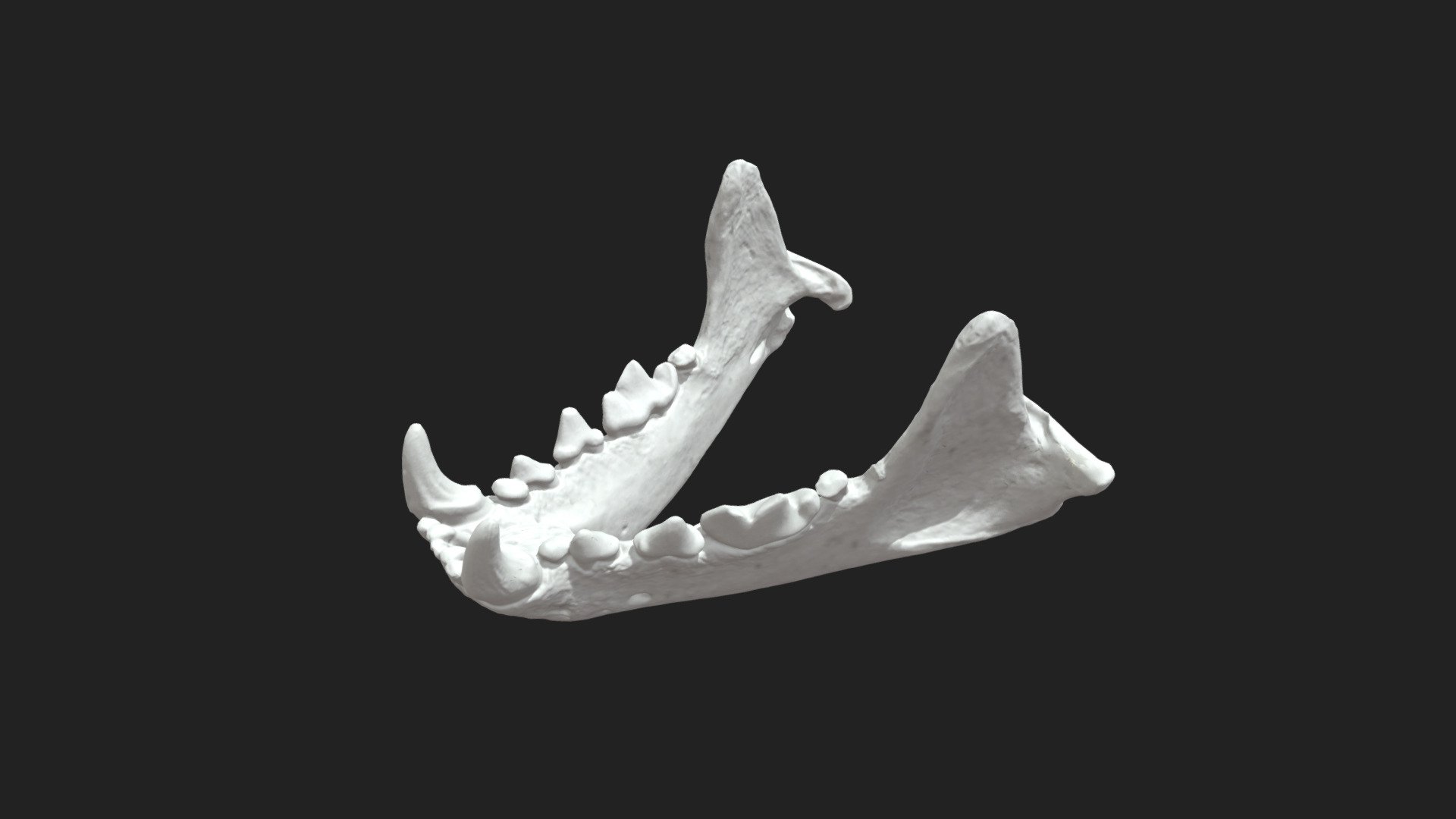 mandíbula mandibula hurón 3d modelo vetanatmunich d7e9c47 3D print model - Mito3D