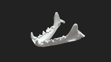 jaw mandibula ferret - 3d model vetanatmunich d7e9c47 3d print model - Mito3D
