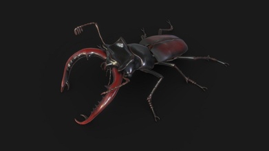 jelonek rogacz - stag beetle lucanus cervus 3d model mahrcheen e7d6ce6 3d print model - Mito3D