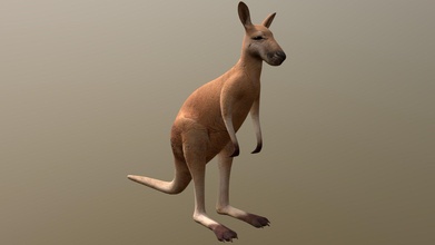 kangourou acheter royalties libre 3d modèle 3dlowpoly animaux Australie fbx réaliste nature marsupial lowpoly poly animal prêt jouer 3d print model - Mito3D