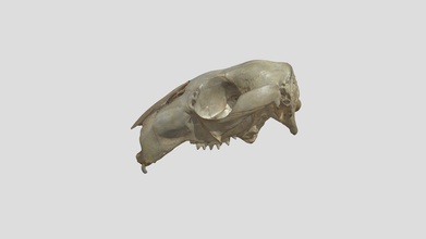 kangaroo skull - download free 3d model risd nature lab risdnaturelab 1ac8510 3d print model - Mito3D