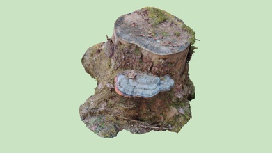 kantok fomitopsis pinicola Télécharger libre 3d modèle biologie terrain f5daae0 3d print model - Mito3D