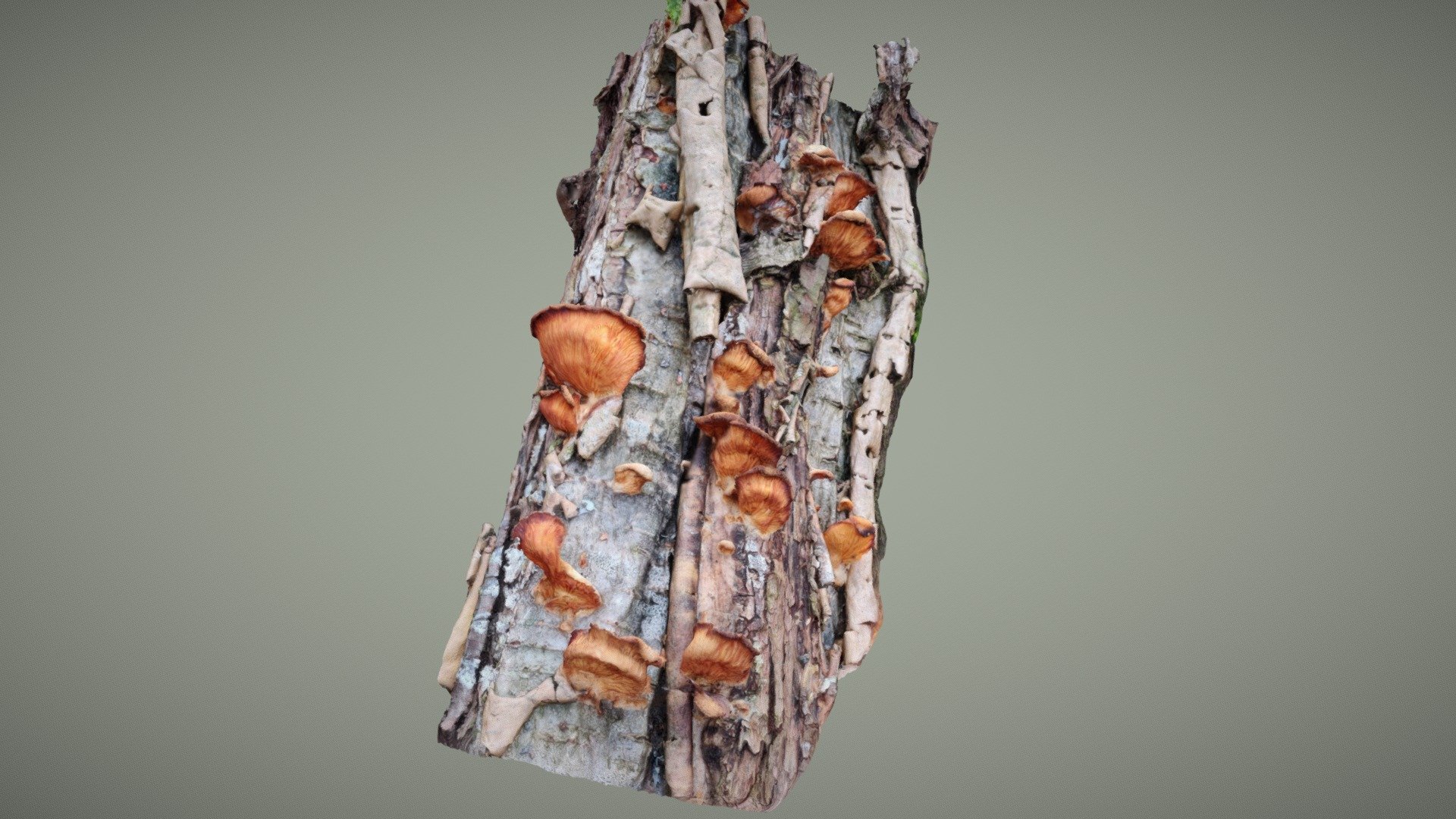 jaunâtre phyllotopsis nidulans Télécharger libre 3d modèle biologie terrain 600f294 3D print model - Mito3D