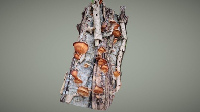 jaunâtre phyllotopsis nidulans Télécharger libre 3d modèle biologie terrain 600f294 3d print model - Mito3D