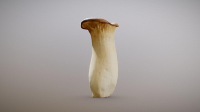 king oyster mushroom - buy royalty free 3d model inciprocal f1ff57c great addition virtual dining table 38 x 42 78 cm 50 micrometers per texel 2k scanned using physically based process developed inc enables highly photo-realistic reproduction real-world products environments our hardware software technology combines advanced photometry structured light photogrammtery fields capture generate accurate material representations tens thousands images targeting real-time offline path-traced pbr compatible renderers zip file includes low-poly obj mesh meters set textures compressed lossless jpeg no chroma sub-sampling 3d print model - Mito3D