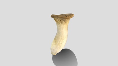 king trumpet mushroom 3d scan - download free model tanophotogrammetry c5dd919 3d print model - Mito3D