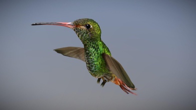 kolibri pájaro 3d modelo establecer simonustal 39fa4df 3d print model - Mito3D