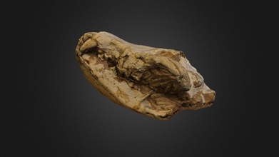 kurt cranio 3d modello fossili conqueror78 870ca66 3d print model - Mito3D