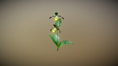 lady's-slipper orchid - buy royalty free 3d model blenduffo ef3a0ff 3d print model - Mito3D