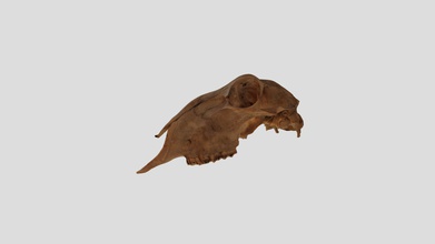 agnello cranio 3d modello margalum 41e6d83 3d print model - Mito3D