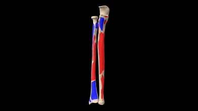 hitos radio cubito huesos antebrazo 3d modelo anatomía médico jana apreciado d134c8a 3d print model - Mito3D