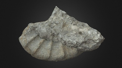 grand ammonite fossile Télécharger libre 3d modèle semeion 57f0bfa 3d print model - Mito3D