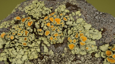 lichene roccia macro fotogrammetria acquistare royalty gratuito 3d modello tshahan 53a7517 3d print model - Mito3D