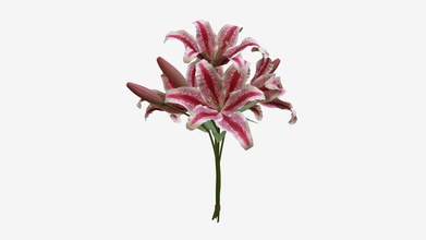 lily bouquet - buy royalty-free modello 3d hq3dmod aivisastics 7892bbd 3d print model - Mito3D