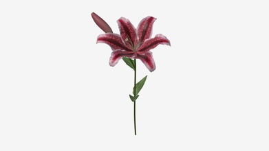 lily fiore 01 - buy royalty-free modello 3d hq3dmod aivisastics 3164175 3d print model - Mito3D