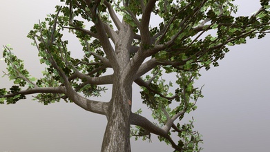 linden-tree - buy royalty free 3d model antaress3d antaress0083 e14c396 3d print model - Mito3D