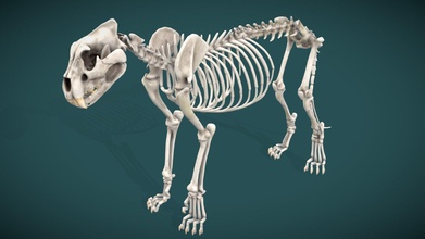 lion skeleton - 3d model jamessimon d2bad86 3d print model - Mito3D