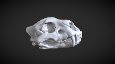 cráneo león 3d impresión modelo comprar realeza gratis patrickart90 stl boca esqueleto anatomía gato antiguo biología figura hueso dientes accesorios mamífero miniatura artefacto felino 3d print model - Mito3D
