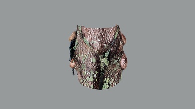 live oak consuming lifting strap lichen grows - download free 3d model true timeshare realty cdad25b 3d print model - Mito3D