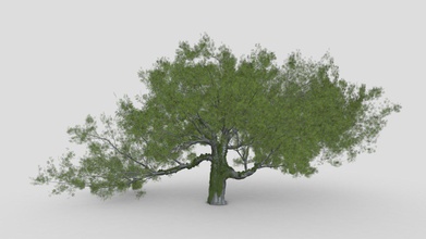 live oak ivy-new style - buy royalty free 3d model asma greenkish2020 a0f7972 quercus virginiana also known southern evergreen tree endemic southeastern united states though many other species loosely called particularly iconic old south 3d print model - Mito3D