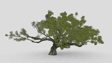 live oak ivy - kaufen royalty free 3d Modell asma greenkish2020 cff707e quercus virginiana, auch bekannt südlichen live-Eiche, immergrüne Eiche, die endemisch Südosten der Vereinigten Staaten obwohl viele andere Arten, lose genannt oak-live besonders kultigen old south 3d print model - Mito3D