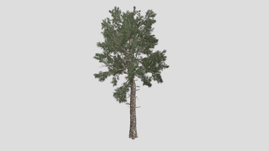 loblolly pine tree - buy royalty free 3d model datec studio 62c784a 3d print model - Mito3D
