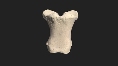 largo del carpo huesos os compedale pony - modelo 3d vetanatmunich a8495d0 35x19x15mm escaneada &ldquo artec micro&rdquo escáner de luz estructurada 3d print model - Mito3D