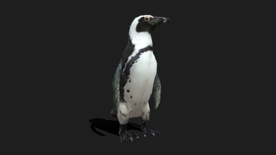 low poly african penguin - buy royalty free 3d model 3d-idi paduladi 15a6e9f used game such desktop vr mobile games object made blender available maya if you ask completely uvunwrapped texture created substance painter all res 2k only have simple rig me want know see idle animation export obj fbx blend ma stl ztl ps send message request other animal custom can do 3d print model - Mito3D