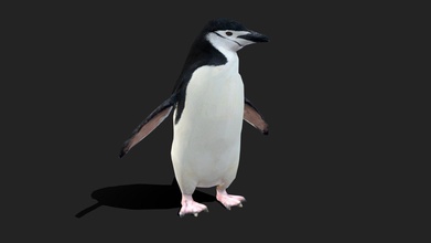 low poly chinstrap penguin - buy royalty free 3d model 3d-idi paduladi d02a04e used game such desktop vr mobile games object made blender available maya if you ask completely uvunwrapped texture created substance painter all res 2k only have simple rig me want know see idle animation export obj fbx blend ma stl ztl ps send message request other animal custom can do 3d print model - Mito3D