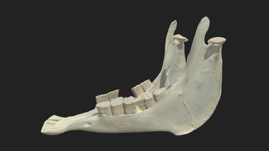 lower jaw mandibula donkey - 3d model vetanatmunich 967205b 3d print model - Mito3D