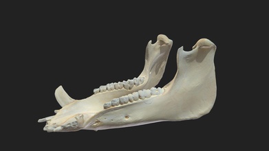 mascella inferiore mandibula maiale - modello 3d vetanatmunich fa2274d 3d print model - Mito3D