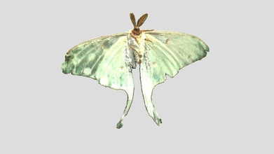 luna moth vcu 3d 5731 - download free model virtual curation lab virtualcurationlab 39dc6f4 3d print model - Mito3D