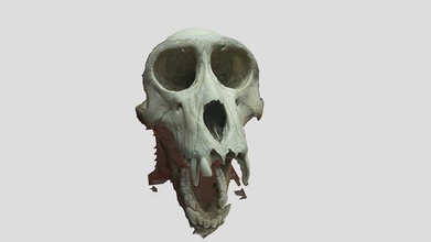 mono fustata cráneo crudo escanear descargar gratis 3d modelo miguel bandera miguelbandera fe5bfe9 3d print model - Mito3D