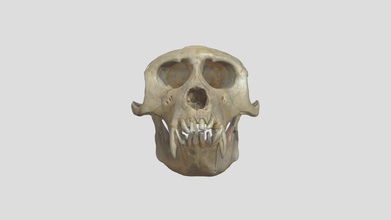 macaco cranio scarica gratis 3d modello risd laboratorio natura risdnaturelab a779509 3d print model - Mito3D