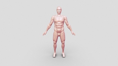 maschio anatomia base maglia acquistare royalty gratuito 3d modello kyle sradicare arte kyledegrootart bdced6a 3d print model - Mito3D