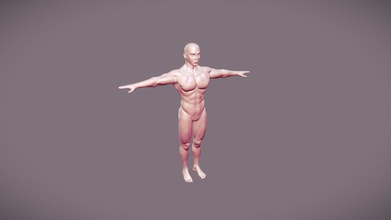 masculino anatomia referência t pose 3d modelo zoidberg656 8997e51 3d print model - Mito3D