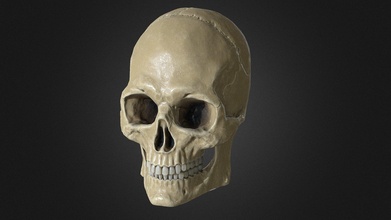 masculino crânio baixar livre 3d modelo status Becker atilabecker 69f151c 3d print model - Mito3D