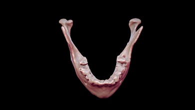 mandibola ct - modello 3d sedia digitale anatomia c8c0799 mascella inferiore acquisito stl-frullatore lad cimed juan pablo merino 3d print model - Mito3D