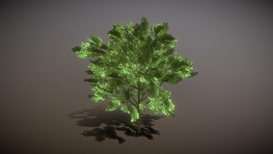 maple tree - download free 3d model scadl & 6778f9c 3d print model - Mito3D