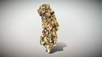 marijuana bud 3 - photoscanned pbr buy royalty free 3d model tunnelvisionstudio 4fb0839 photorealistic low-poly created maya manual retopology made using photogrammetry exported all main formats has no animations but can easily imported animated 3dmodeling software game engines game-ready used unity3d unreal engine virtual reality vr augmented ar games renders other real-time apps different texture maps order produce better quality diffuse 4096x4096 bump specular ambient occlusion including c4d obj 3ds fbx max unitypackage high-poly 3d print model - Mito3D