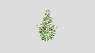 marijuana cespuglio 3d modello strada d7f21bb 3d print model - Mito3D