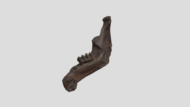 mastodon mandible vcu 3d 4144 - model virtual curation lab virtualcurationlab 69f8321 mammut americanum 3-d scanned go scan50 scanner december 10 2018 academy natural sciences philadelphia repository specimen number ansp 13101 recovered big bone lick kentucky william clark 1807 thomas jefferson originally describes holotype new species tetracaulodon collinsii courtesy virginia commonwealth university seed grant supported research trip made scanning effort possible 3d print model - Mito3D