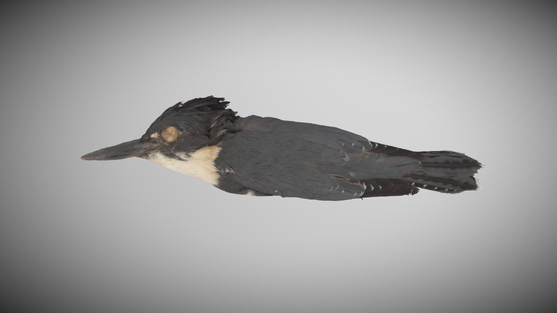 mcz kingfisher ceryle alcyon - 3d model harvard library harvardlibrary 45055c3 3D print model - Mito3D