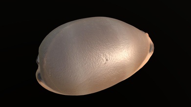 measled cowrie sea shell - buy royalty free 3d model florian ludewig flolu 87cb881 3d print model - Mito3D