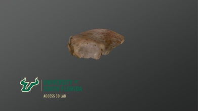 Ortaçağa ait çağ önden kemik 3 boyutlu model access3d 6d44eb1 3d print model - Mito3D